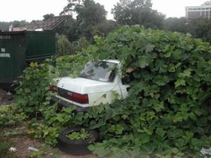 20131115-kudzu-car