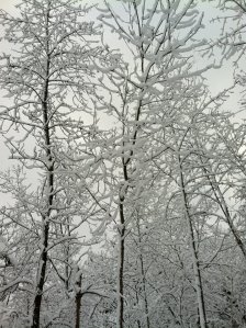 Photo courtesy of Stephen LaRochelle